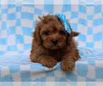 Small Cavalier King Charles Spaniel-Poodle (Toy) Mix