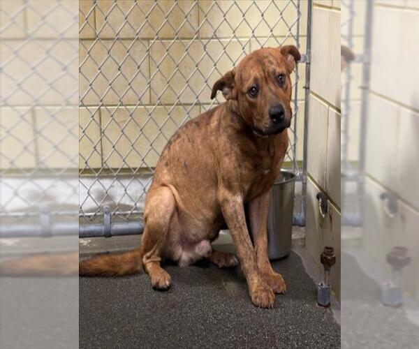 Medium Photo #1 Rhodesian Ridgeback Puppy For Sale in Woodland, CA, USA