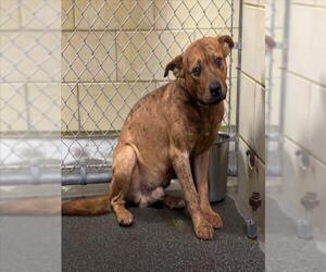 Rhodesian Ridgeback Dogs for adoption in Woodland, CA, USA