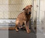 Small Rhodesian Ridgeback