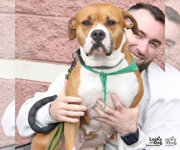 Medium Photo #4 Boxer-Unknown Mix Puppy For Sale in Washington, DC, USA