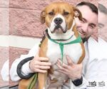 Small #3 Boxer Mix