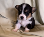 Puppy 7 Pembroke Welsh Corgi