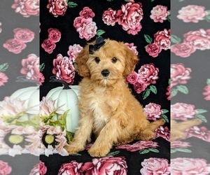 Cavapoo Puppy for sale in OXFORD, PA, USA