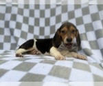 Small #5 Beagle