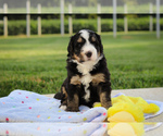 Puppy Moose Bernedoodle