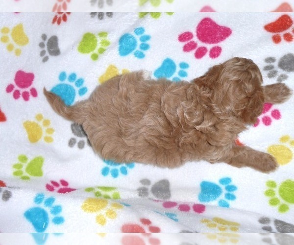 Medium Photo #3 Cavapoo-Poodle (Miniature) Mix Puppy For Sale in ORO VALLEY, AZ, USA