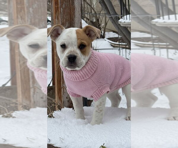 Medium Photo #1 Bulldog-Unknown Mix Puppy For Sale in MIDWAY, UT, USA