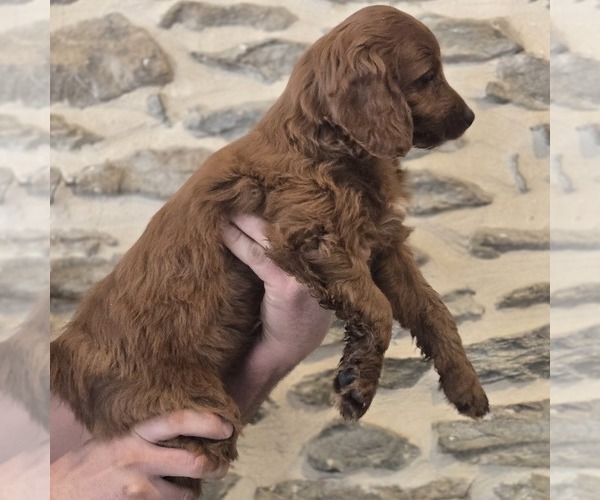 Medium Photo #5 Irish Doodle (Miniature) Puppy For Sale in NEW HOLLAND, PA, USA