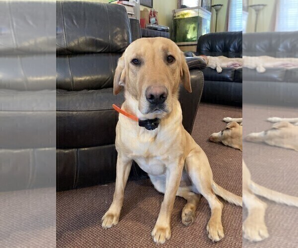 Medium Photo #1 Labrador Retriever Puppy For Sale in WOODBRIDGE, CT, USA
