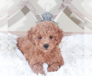ShihPoo Puppy for sale in MOUNT VERNON, OH, USA