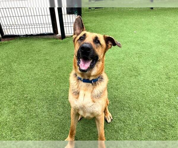 Medium Photo #4 German Shepherd Dog-Unknown Mix Puppy For Sale in Orange, CA, USA