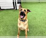 Small #3 German Shepherd Dog Mix
