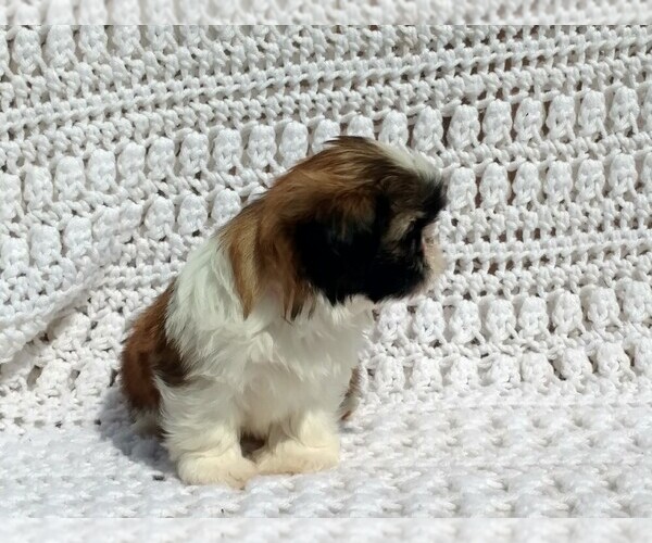 Medium Photo #5 Shih Tzu Puppy For Sale in DALTON, OH, USA