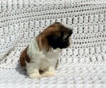 Small #4 Shih Tzu