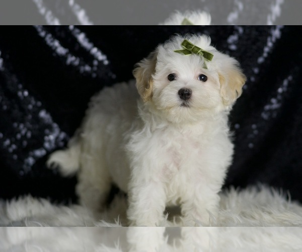 Medium Photo #74 Maltipoo (Miniature) Puppy For Sale in WARSAW, IN, USA