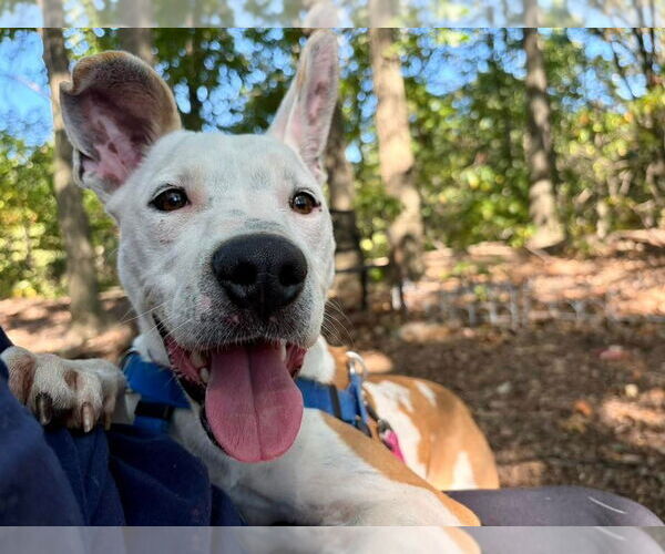 Medium Photo #5 Mutt Puppy For Sale in Sayreville, NJ, NJ, USA