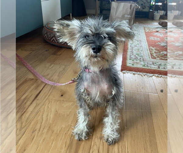 Medium Photo #2 Mutt Puppy For Sale in Lakewood, CO, USA