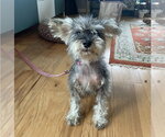 Small #1 Mutt