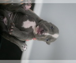 Small #5 American Pit Bull Terrier