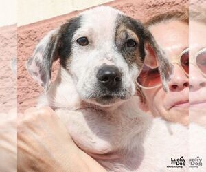 Basset Hound-Unknown Mix Dogs for adoption in Washington, DC, USA