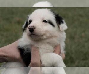 Border Collie Puppy for Sale in UPPERVILLE, Virginia USA