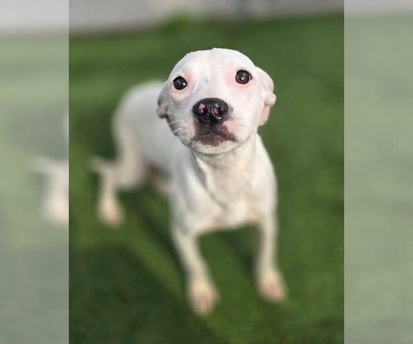 Medium Photo #4 Mutt Puppy For Sale in New York, NY, USA