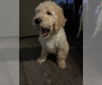 Small Photo #16 Goldendoodle Puppy For Sale in SAINT LOUIS, MO, USA