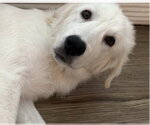 Small #4 Great Pyrenees
