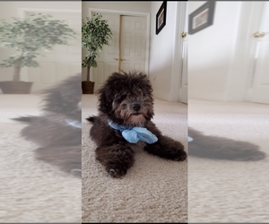 Poodle (Miniature) Puppy for sale in EVERETT, WA, USA