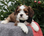 Small #1 Cava-Tzu