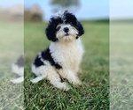 Small #2 Cavapoo (Miniature)