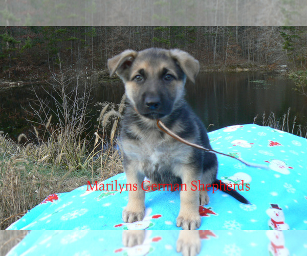 Medium Photo #5 German Shepherd Dog Puppy For Sale in PIEDMONT, MO, USA