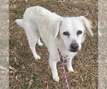Small Border Terrier-Poodle (Miniature) Mix