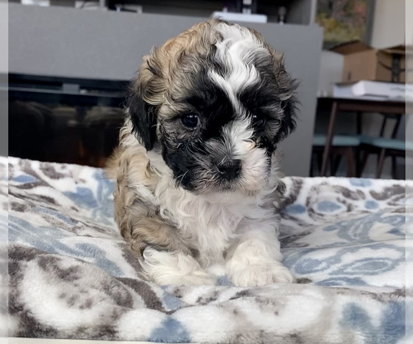 Medium Photo #6 Zuchon Puppy For Sale in GALENA, NV, USA