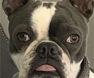 Mother of the Boston Terrier puppies born on 09/21/2025