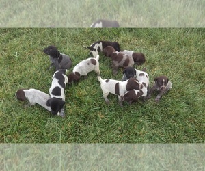 German Wirehaired Pointer Puppy for sale in AULT, CO, USA