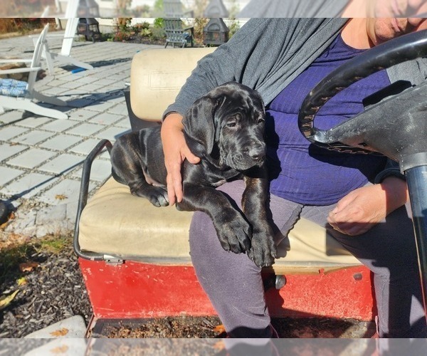 Medium Photo #10 Cane Corso Puppy For Sale in PHILLIPSTON, MA, USA