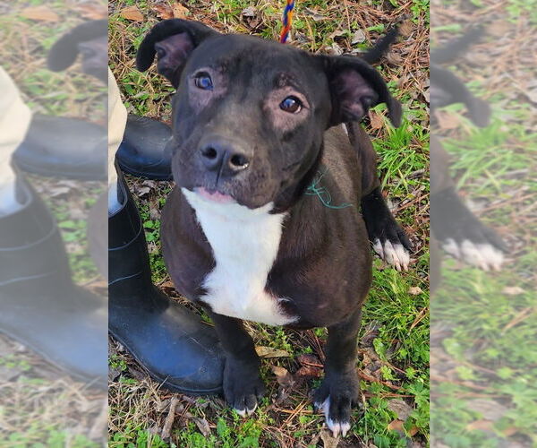 Medium Photo #4 American Pit Bull Terrier-Unknown Mix Puppy For Sale in Wetumpka, AL, USA