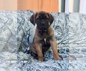 Cane Corso Puppy for sale in NEWTON, NJ, USA