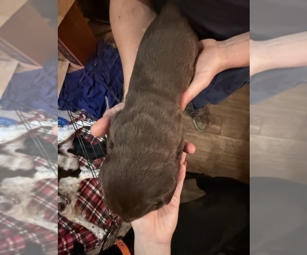 Medium Photo #4 Labradinger Puppy For Sale in NEW CONCORD, OH, USA