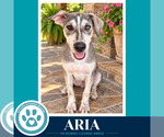 Aria (Arctic Team) 101726 - Female Siberian Husky-Unknown Mix Dog for Adoption - Small photo