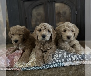 Goldendoodle Puppy for sale in MOUNT PLEASANT, TN, USA