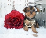 Small Photo #1 Australian Yorkshire Terrier Puppy For Sale in HONEY BROOK, PA, USA