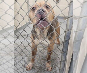 Mutt Dogs for adoption in Anchorage, AK, USA