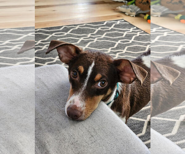 Medium Photo #1 Mutt Puppy For Sale in Gulfport, MI, USA