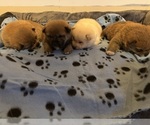 Small #1 Shiba Inu