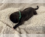 Small Photo #18 Boxer Puppy For Sale in BRUSH CREEK, TN, USA