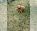 Small #2 Maltipoo