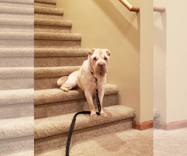 Medium Photo #4 Chinese Shar-Pei Puppy For Sale in St. Louis Park, MN, USA